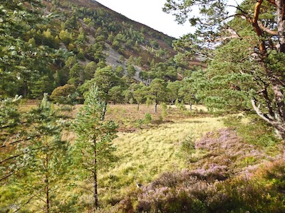 Early evening light in the Ryvoan Pass.