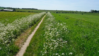 On Salisbury Plain.